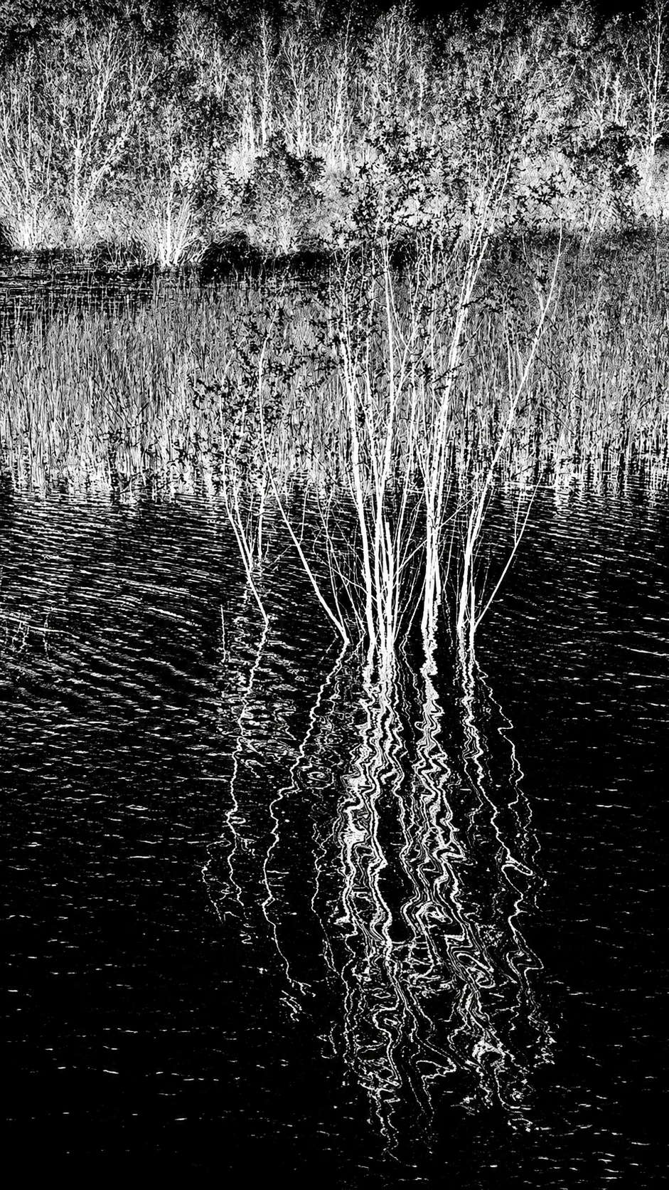 Generative Art of Marbling — Reeds and water reflections — inverted